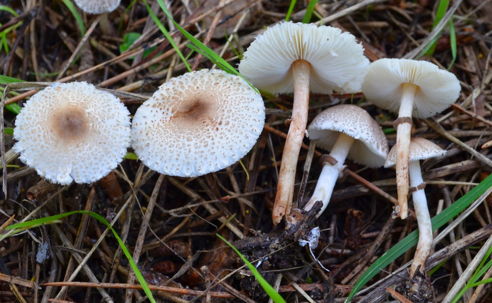 Лепиота неядовитая